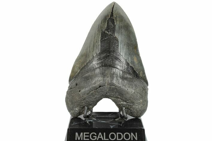 Serrated, 6.08" Fossil Megalodon Tooth - 50 Foot Shark!